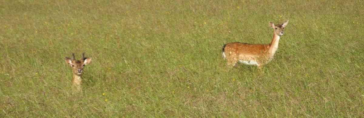 Things to do in Portumna for older people Things to do in Portumna for older people